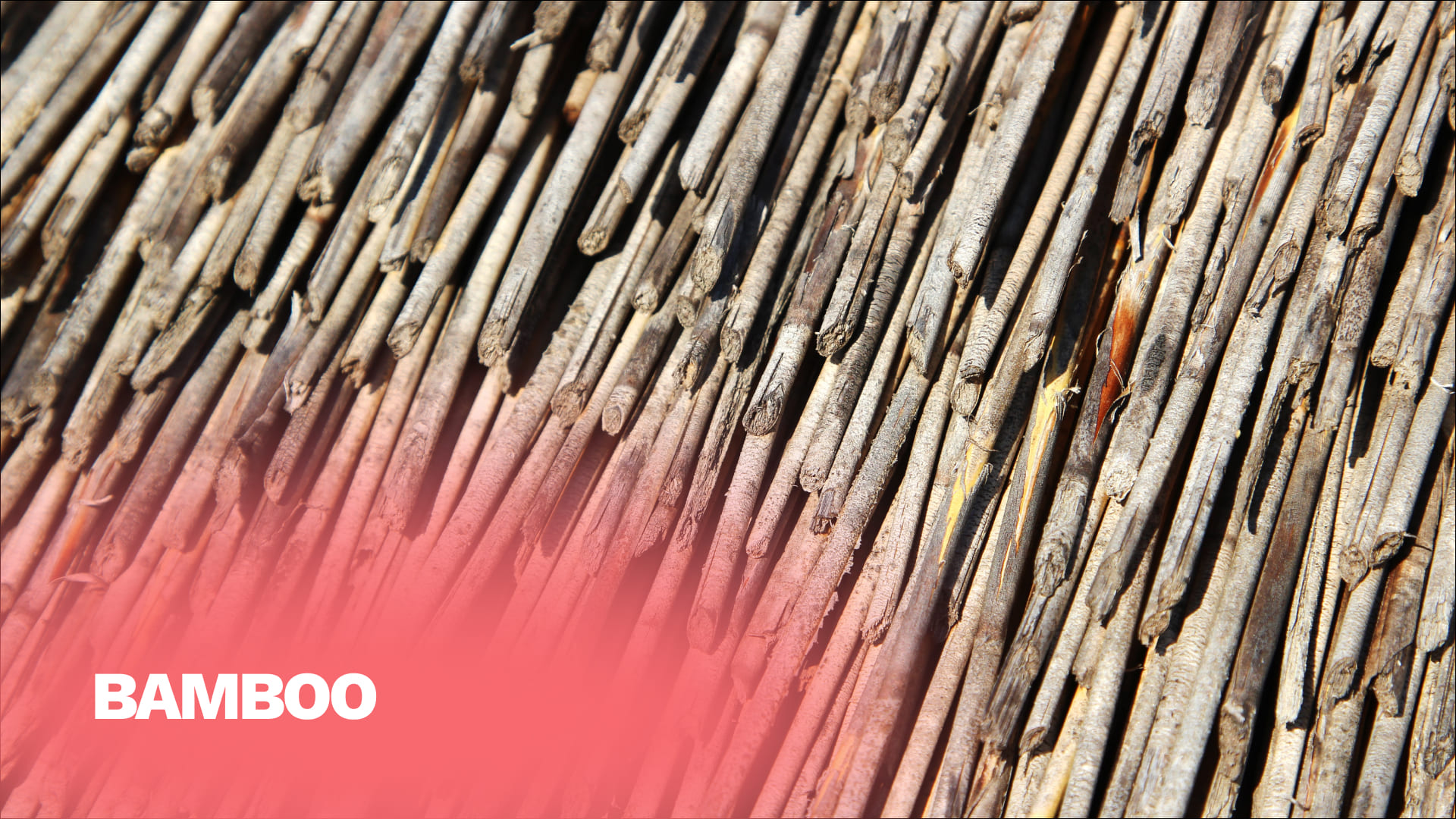 Bamboo
