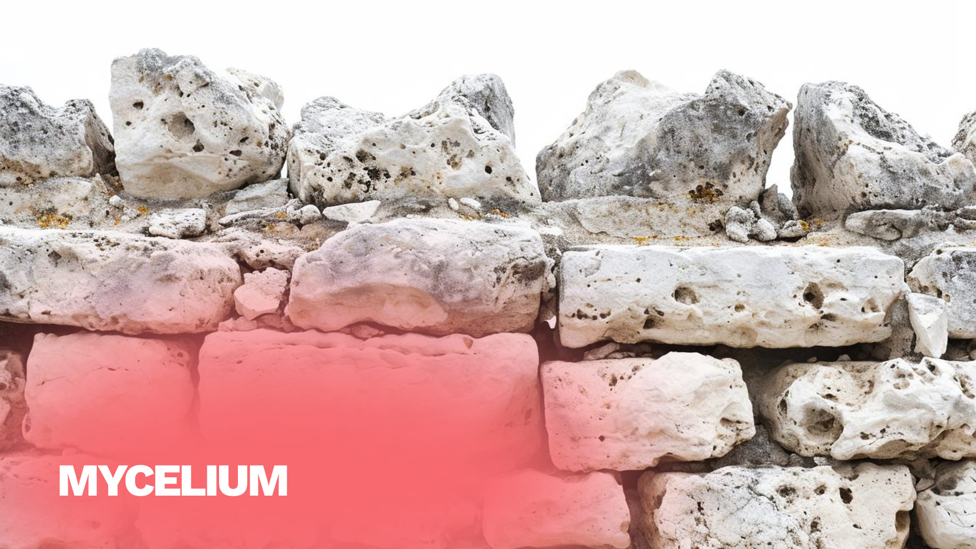 Mycelium